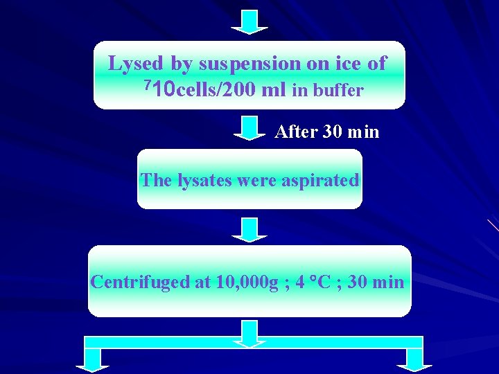 Lysed by suspension on ice of 710 cells/200 ml in buffer After 30 min