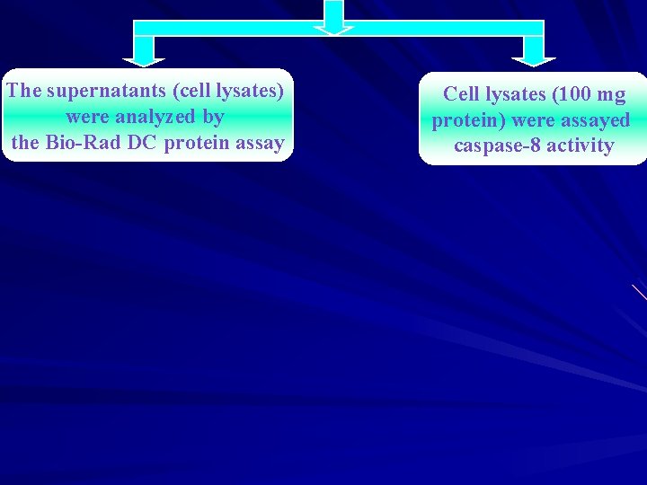 The supernatants (cell lysates) were analyzed by the Bio-Rad DC protein assay Cell lysates