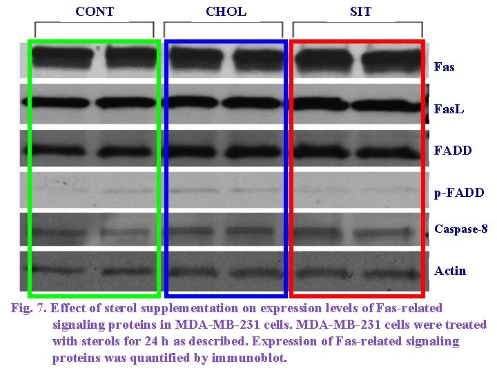 CONT CHOL SIT Fas. L FADD p-FADD Caspase-8 Actin Fig. 7. Effect of sterol