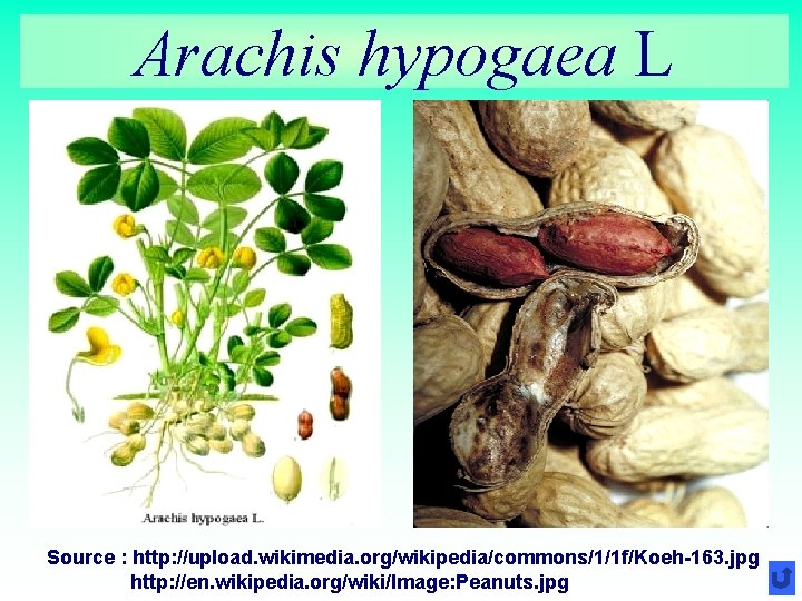 Arachis hypogaea L Source : http: //upload. wikimedia. org/wikipedia/commons/1/1 f/Koeh-163. jpg http: //en. wikipedia.