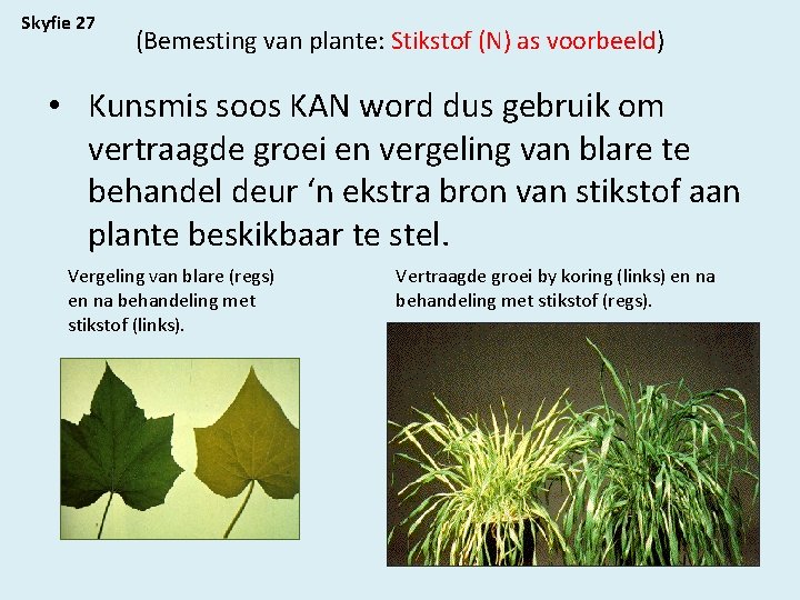Skyfie 27 (Bemesting van plante: Stikstof (N) as voorbeeld) • Kunsmis soos KAN word