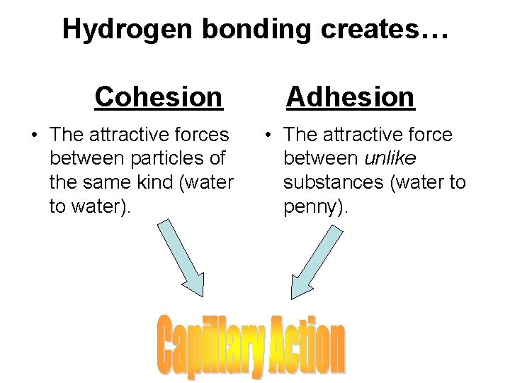 Hydrogen bonding creates… Cohesion • The attractive forces between particles of the same kind Hydrogen bonding creates… Cohesion • The attractive forces between particles of the same kind