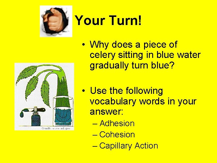 Your Turn! • Why does a piece of celery sitting in blue water gradually Your Turn! • Why does a piece of celery sitting in blue water gradually