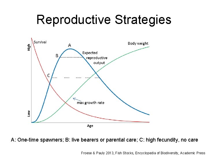 Reproductive Strategies A: One-time spawners; B: live bearers or parental care; C: high fecundity,