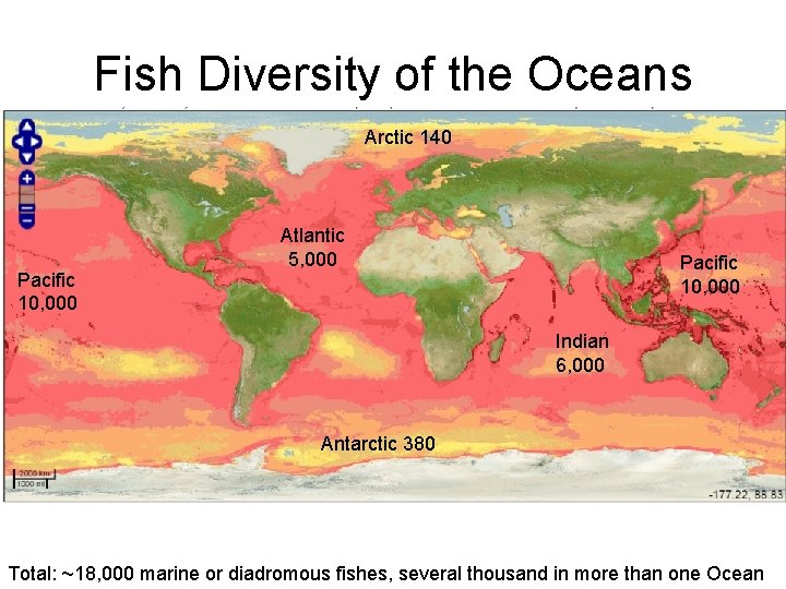 Fish Diversity of the Oceans Arctic 140 Pacific 10, 000 Atlantic 5, 000 Pacific