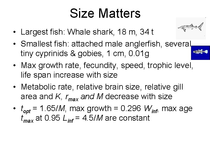 Size Matters • Largest fish: Whale shark, 18 m, 34 t • Smallest fish: