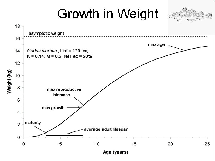 Growth in Weight 