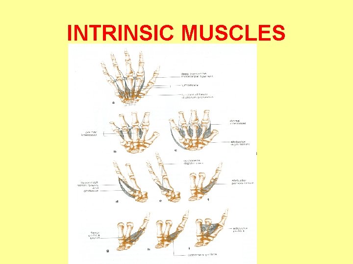 INTRINSIC MUSCLES 
