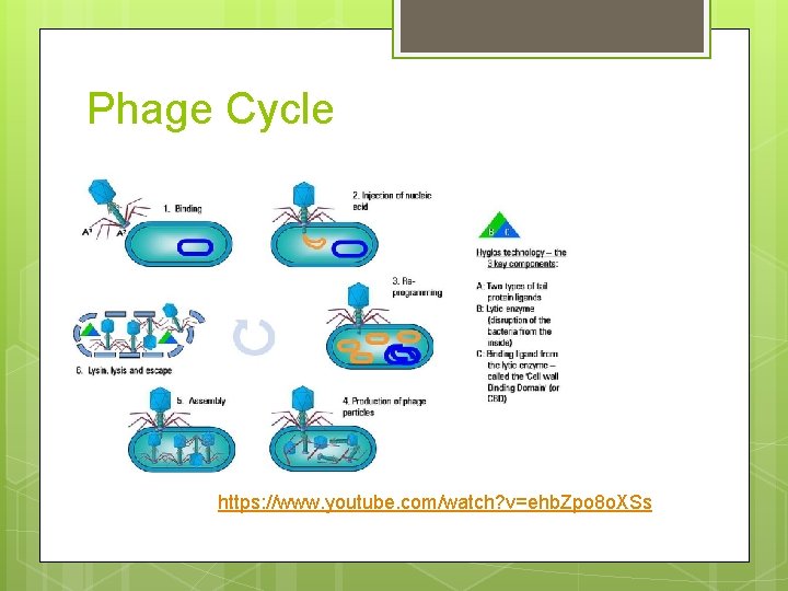 Phage Cycle https: //www. youtube. com/watch? v=ehb. Zpo 8 o. XSs 