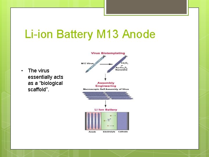 Li-ion Battery M 13 Anode • The virus essentially acts as a “biological scaffold”.