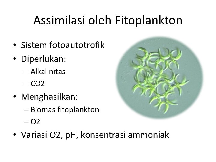 Assimilasi oleh Fitoplankton • Sistem fotoautotrofik • Diperlukan: – Alkalinitas – CO 2 •