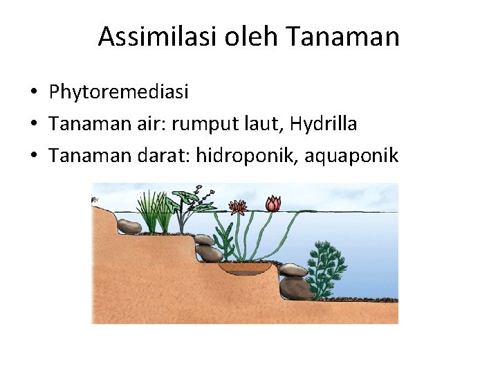 Assimilasi oleh Tanaman • Phytoremediasi • Tanaman air: rumput laut, Hydrilla • Tanaman darat: