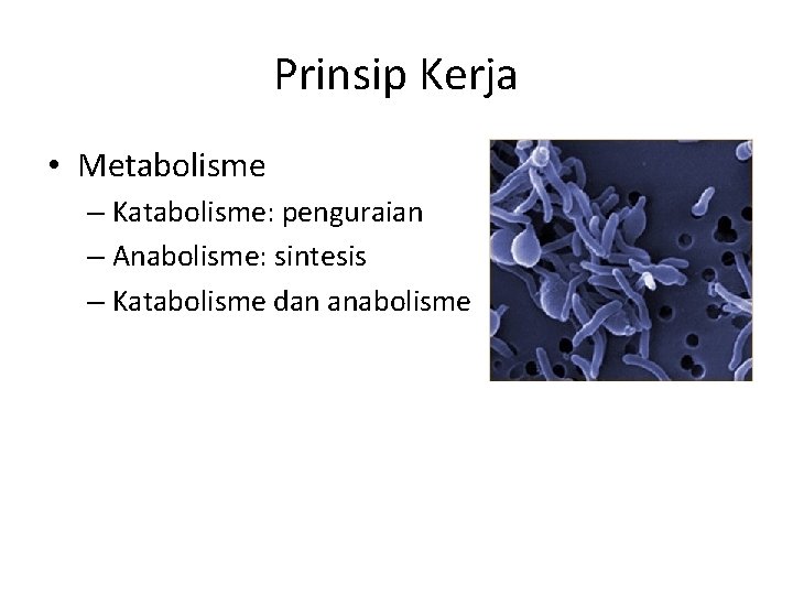 Prinsip Kerja • Metabolisme – Katabolisme: penguraian – Anabolisme: sintesis – Katabolisme dan anabolisme