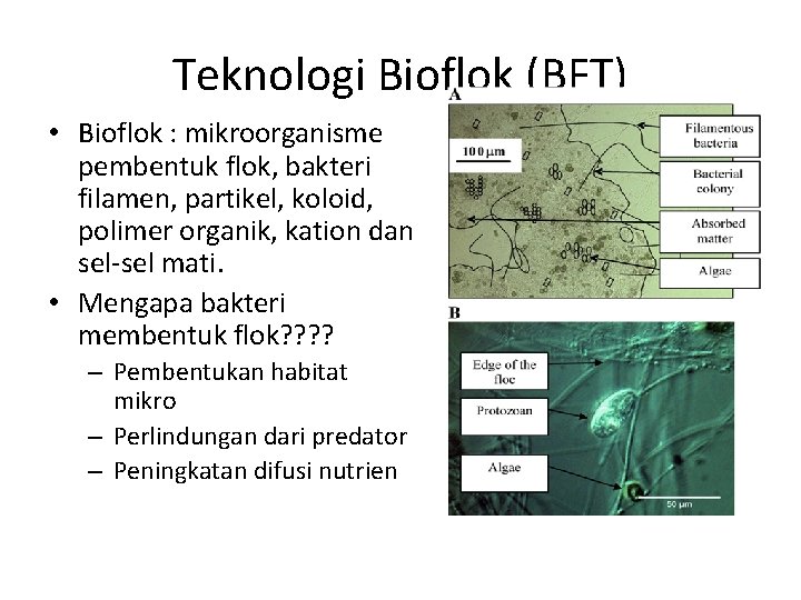 Teknologi Bioflok (BFT) • Bioflok : mikroorganisme pembentuk flok, bakteri filamen, partikel, koloid, polimer