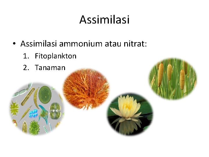 Assimilasi • Assimilasi ammonium atau nitrat: 1. Fitoplankton 2. Tanaman 