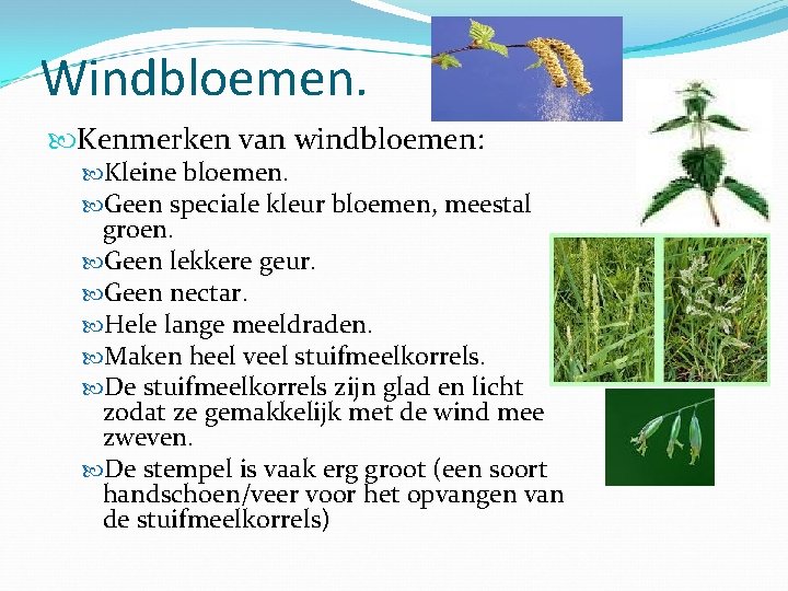 Windbloemen. Kenmerken van windbloemen: Kleine bloemen. Geen speciale kleur bloemen, meestal groen. Geen lekkere