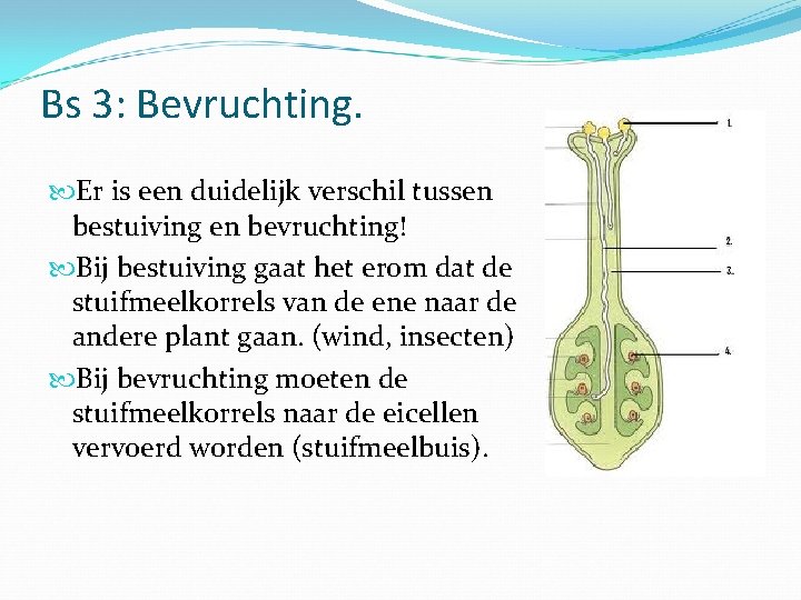 Bs 3: Bevruchting. Er is een duidelijk verschil tussen bestuiving en bevruchting! Bij bestuiving