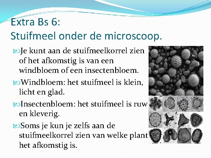 Extra Bs 6: Stuifmeel onder de microscoop. Je kunt aan de stuifmeelkorrel zien of