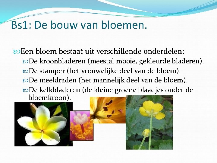 Bs 1: De bouw van bloemen. Een bloem bestaat uit verschillende onderdelen: De kroonbladeren