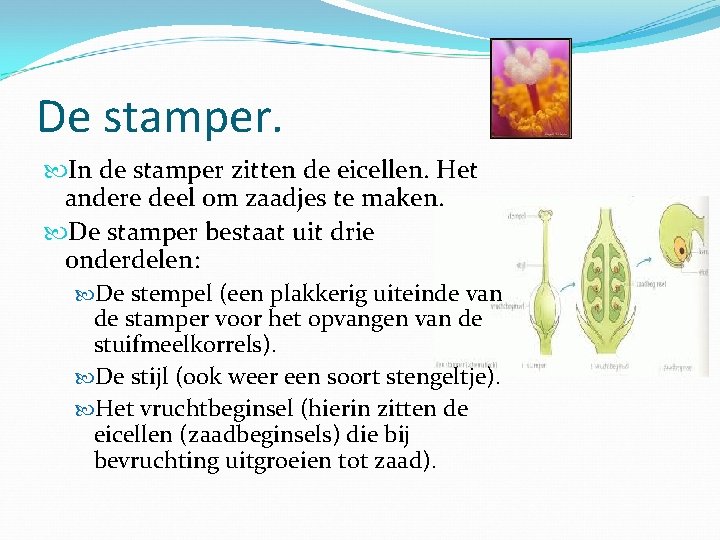 De stamper. In de stamper zitten de eicellen. Het andere deel om zaadjes te