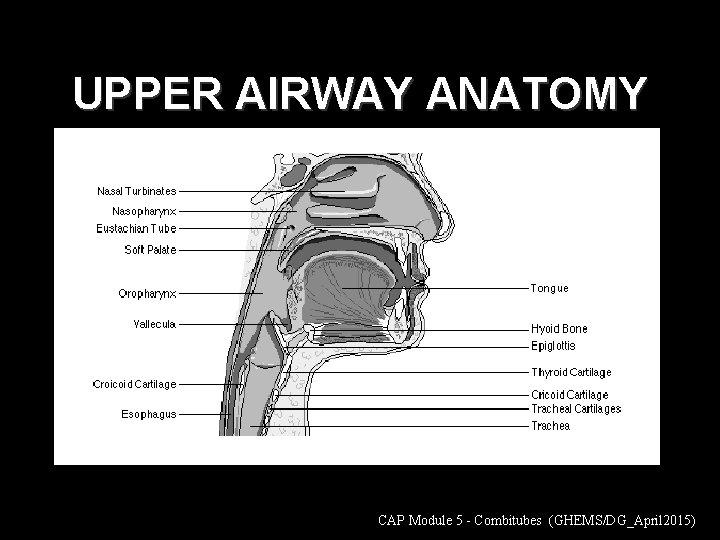 UPPER AIRWAY ANATOMY CAP Module 5 - Combitubes (GHEMS/DG_April 2015) 