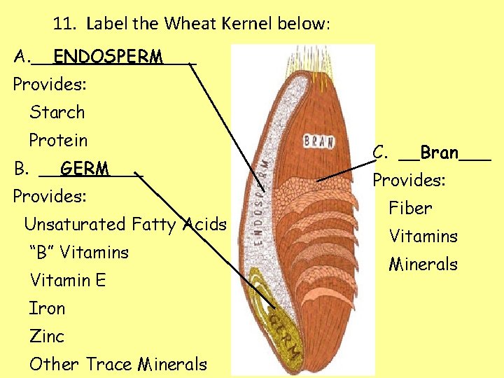 11. Label the Wheat Kernel below: A. __ENDOSPERM___ Provides: Starch Protein B. __GERM___ Provides: