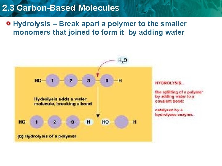 2. 3 Carbon-Based Molecules Hydrolysis – Break apart a polymer to the smaller monomers