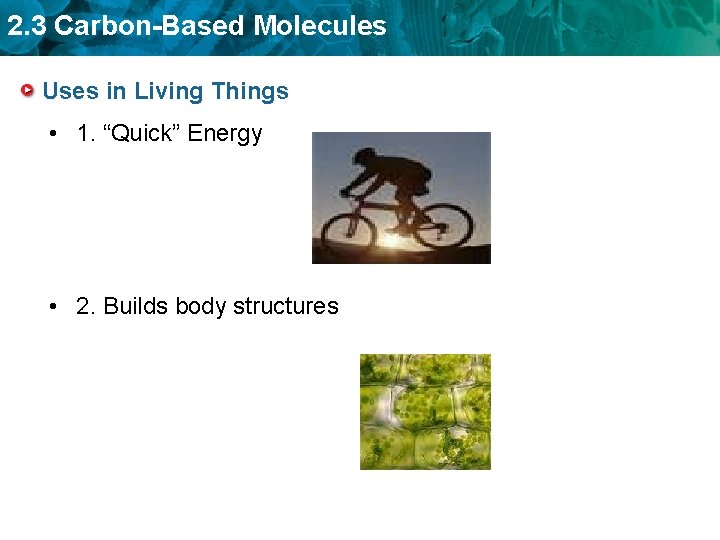 2. 3 Carbon-Based Molecules Uses in Living Things • 1. “Quick” Energy • 2.