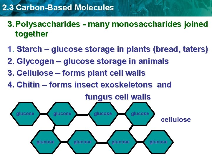 2. 3 Carbon-Based Molecules 3. Polysaccharides - many monosaccharides joined together 1. Starch –