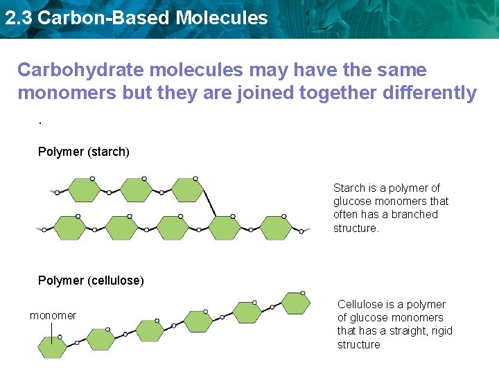 2. 3 Carbon-Based Molecules Carbohydrate molecules may have the same monomers but they are