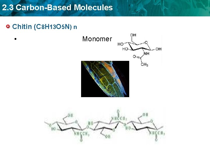 2. 3 Carbon-Based Molecules Chitin (C 8 H 13 O 5 N) n •