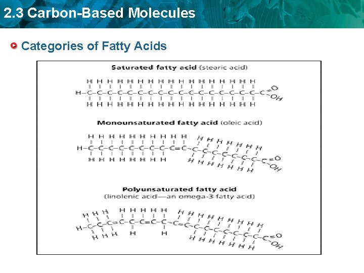 2. 3 Carbon-Based Molecules Categories of Fatty Acids 