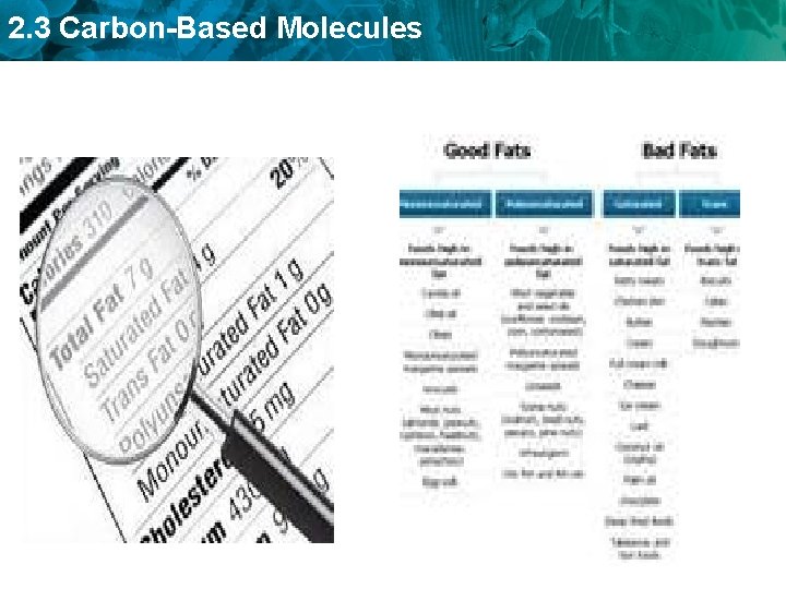 2. 3 Carbon-Based Molecules 