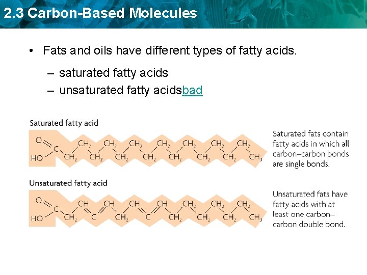 2. 3 Carbon-Based Molecules • Fats and oils have different types of fatty acids.