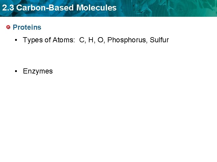 2. 3 Carbon-Based Molecules Proteins • Types of Atoms: C, H, O, Phosphorus, Sulfur