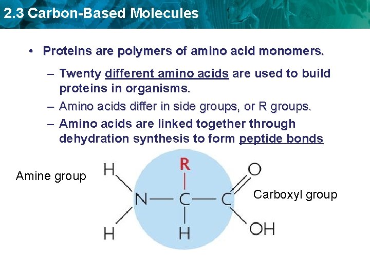 2. 3 Carbon-Based Molecules • Proteins are polymers of amino acid monomers. – Twenty