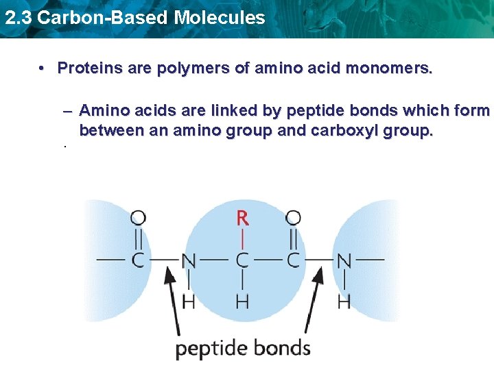 2. 3 Carbon-Based Molecules • Proteins are polymers of amino acid monomers. – Amino