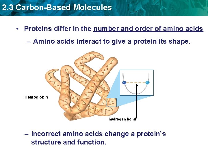 2. 3 Carbon-Based Molecules • Proteins differ in the number and order of amino