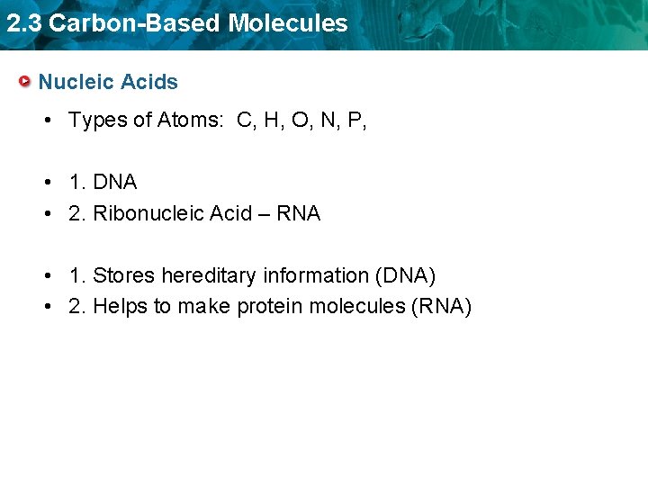 2. 3 Carbon-Based Molecules Nucleic Acids • Types of Atoms: C, H, O, N,