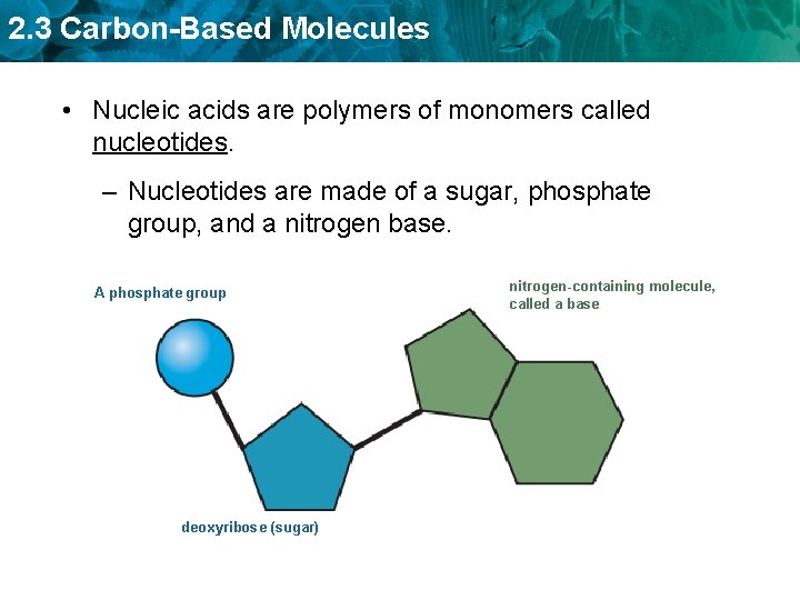 2. 3 Carbon-Based Molecules • Nucleic acids are polymers of monomers called nucleotides. –