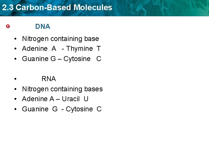 2. 3 Carbon-Based Molecules DNA • Nitrogen containing base • Adenine A - Thymine