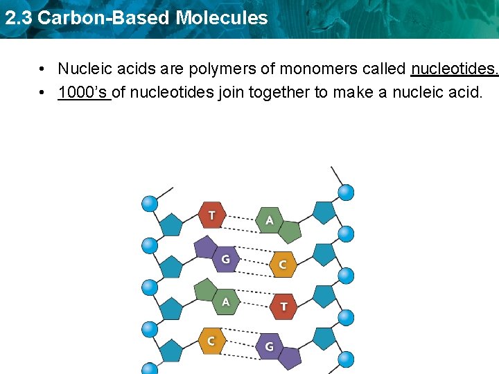 2. 3 Carbon-Based Molecules • Nucleic acids are polymers of monomers called nucleotides. •