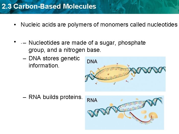 2. 3 Carbon-Based Molecules • Nucleic acids are polymers of monomers called nucleotides •