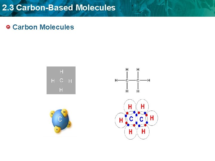 2. 3 Carbon-Based Molecules Carbon Molecules 