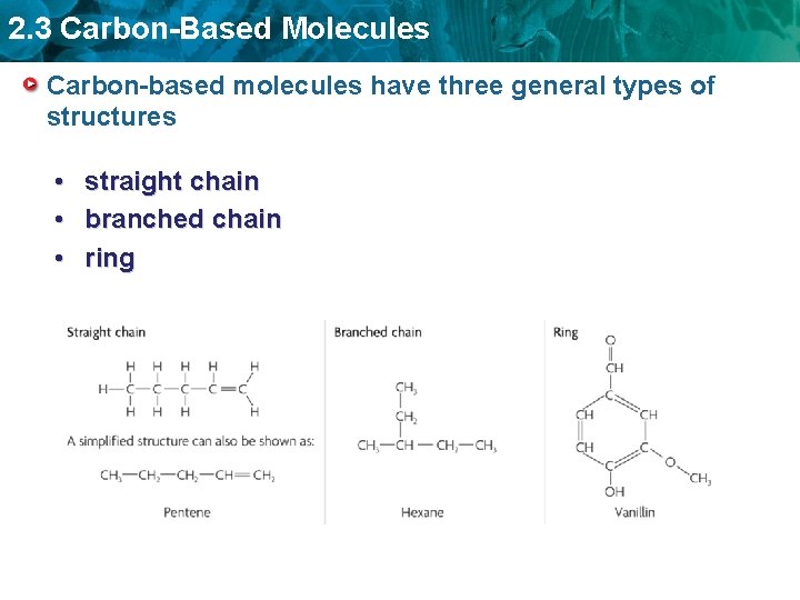 2. 3 Carbon-Based Molecules Carbon-based molecules have three general types of structures • straight