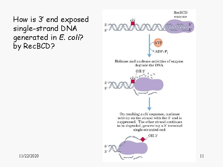 How is 3’ end exposed single-strand DNA generated in E. coli? by Rec. BCD?