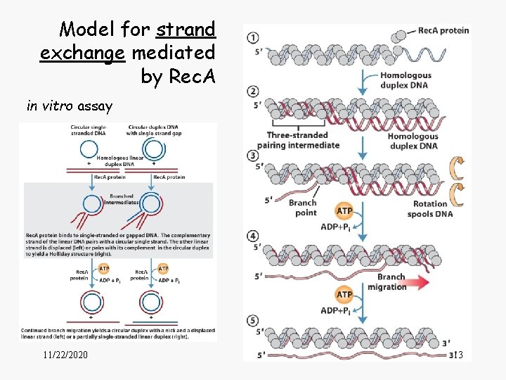 Model for strand exchange mediated by Rec. A in vitro assay 11/22/2020 13 