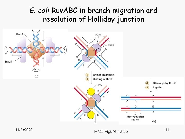 E. coli Ruv. ABC in branch migration and resolution of Holliday junction 11/22/2020 MCB