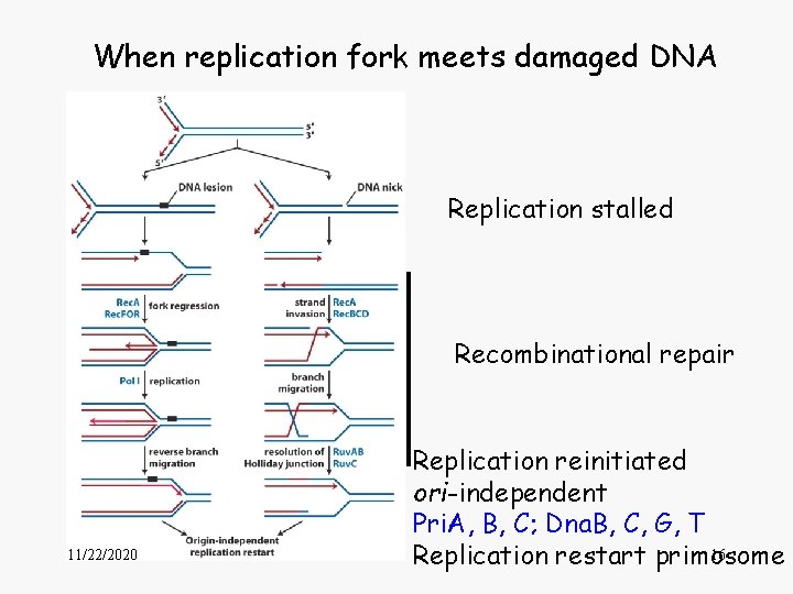 When replication fork meets damaged DNA Replication stalled Recombinational repair 11/22/2020 Replication reinitiated ori-independent