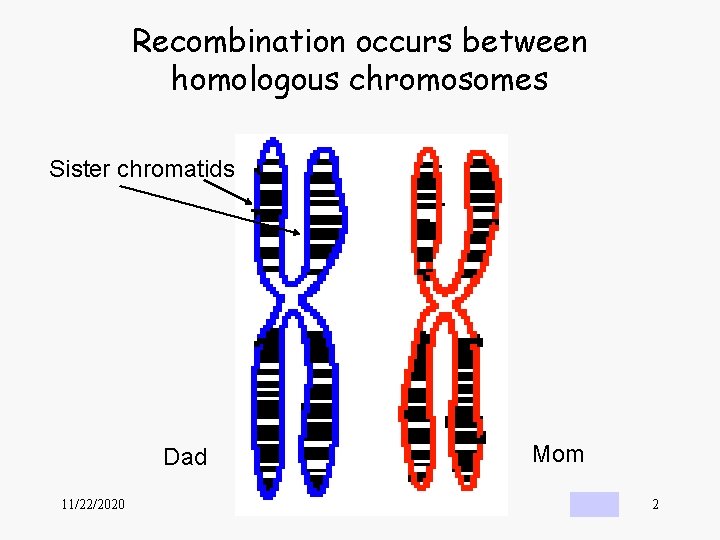 Recombination occurs between homologous chromosomes Sister chromatids Dad 11/22/2020 Mom 2 